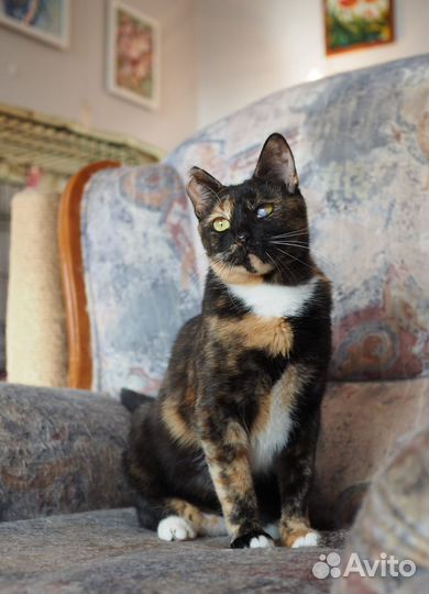 Яркая ласковая кошечка ищет дом