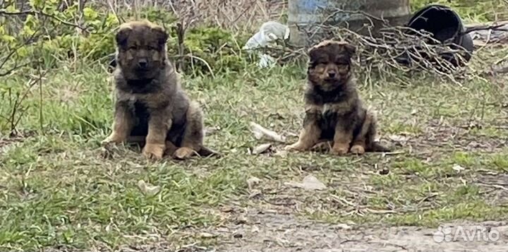 Собака в добрые руки щенок