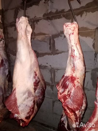 Продам мясо говядина
