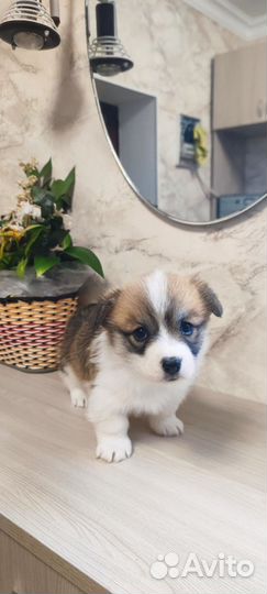 Щенки корги