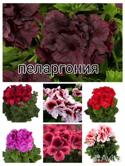 Пеларгония герань
