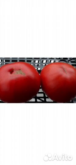 Семена коллекционного томата Юсуповский Узбекский