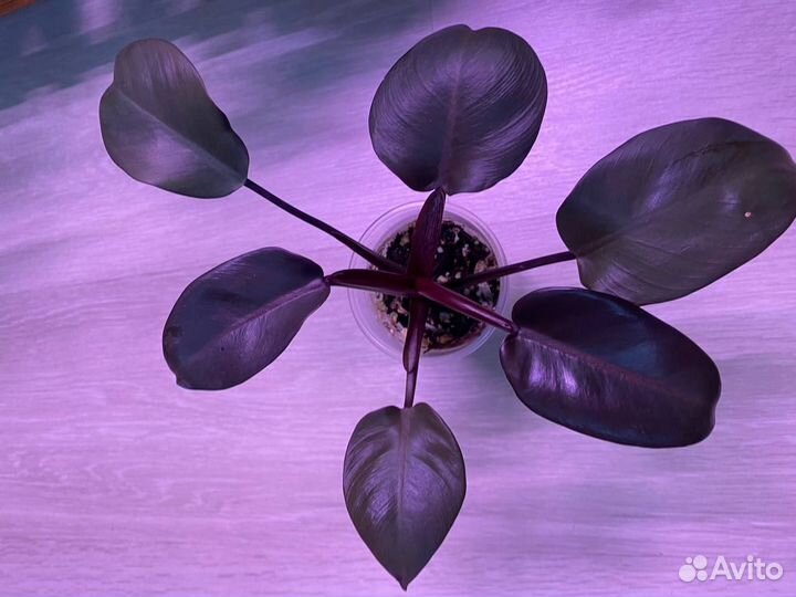 Филодендрон Блэк Кардинал