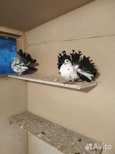Голуби Павлины