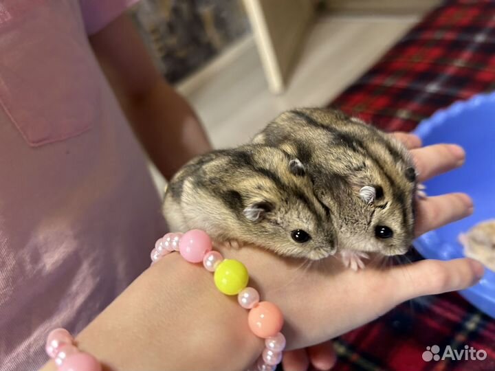 Джунгарские хомяки