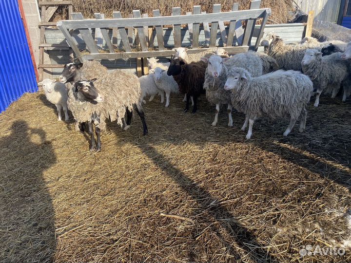 Продам овец с ягнятами
