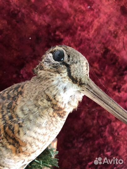 Чучело «Вальдшнеп»