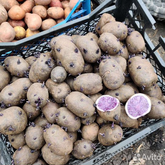 Картофель