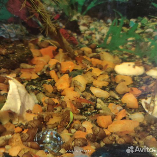 Аквариум с креветками, улитками и рыбки
