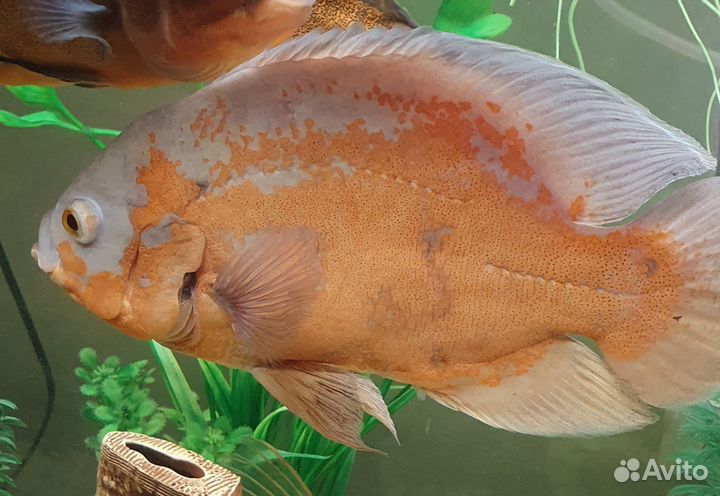 Астронотусы