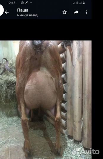 Козы дойные, козлы