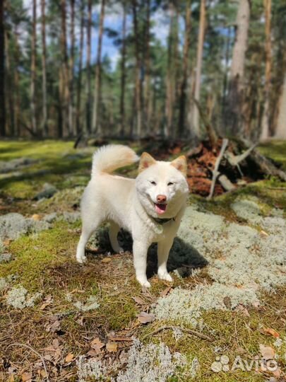 Собака сиба для съемки