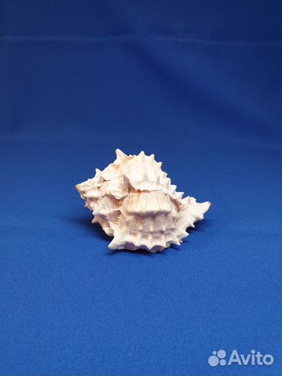 Морские ракушки Мурекс, Murex indivia - 87мм