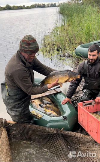 Карп живой опт