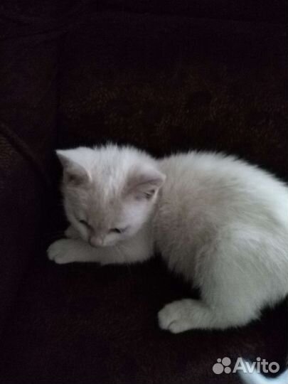 Кошка в дар бесплатно