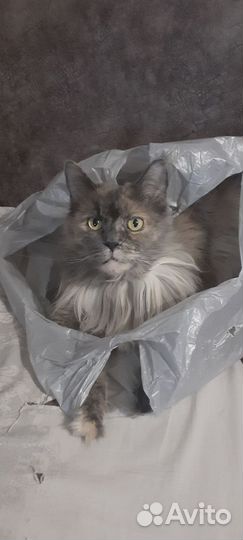 Кошки мейн-кун