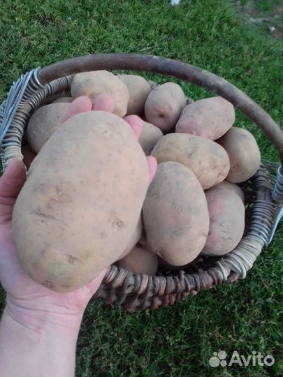 Продам картофель
