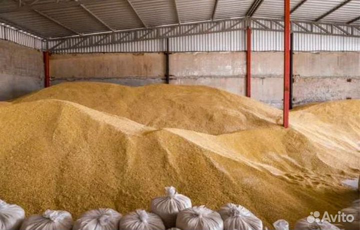 Зерно пшеница