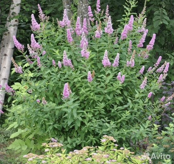 Кустарники для сада