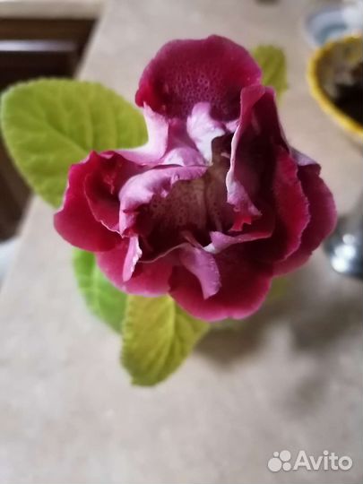 Глоксиния, Комнатная мята