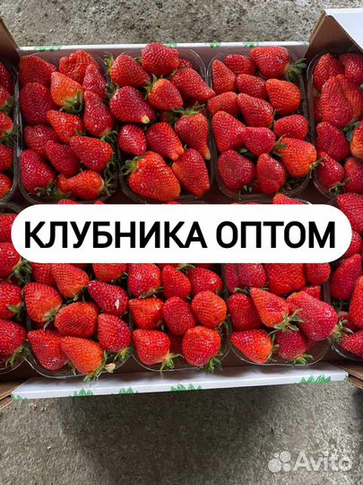 Клубникам оптом