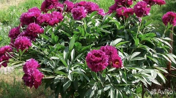 Пионы розовые саженцы