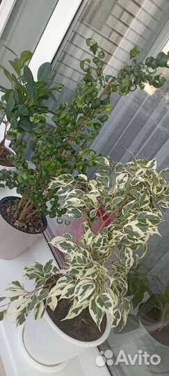 Фикус Бокальчатоприлистниковый, или Циатистипула