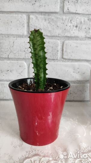 Молочай трехгранный