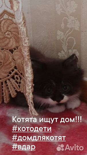 Котята в добрые руки