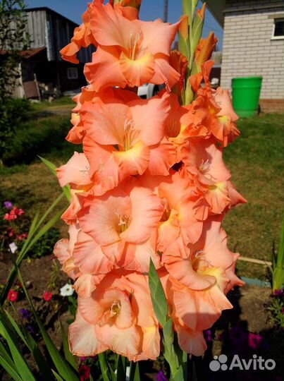 Гладиолусы луковицы