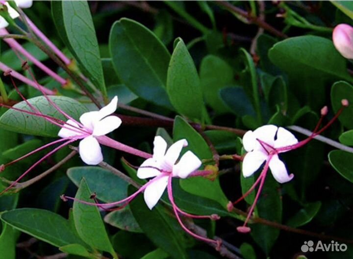 Клеродендрум Инерме