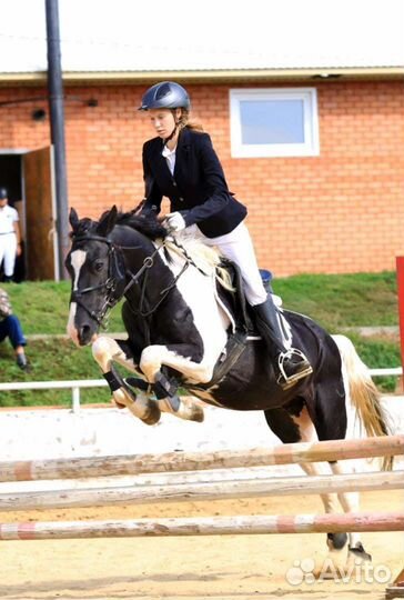 Жеребцы на случку