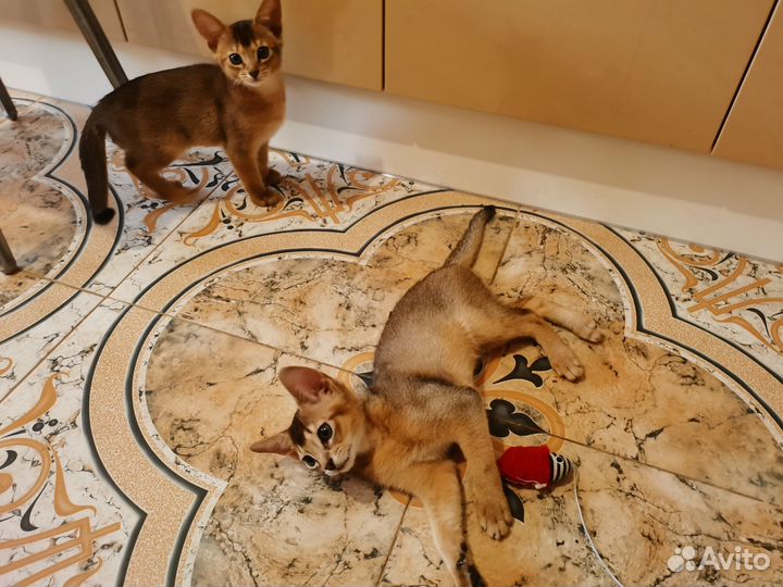 Абиссинская кошка