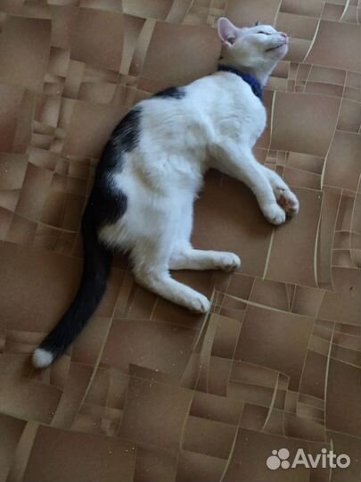 Котенок в семью