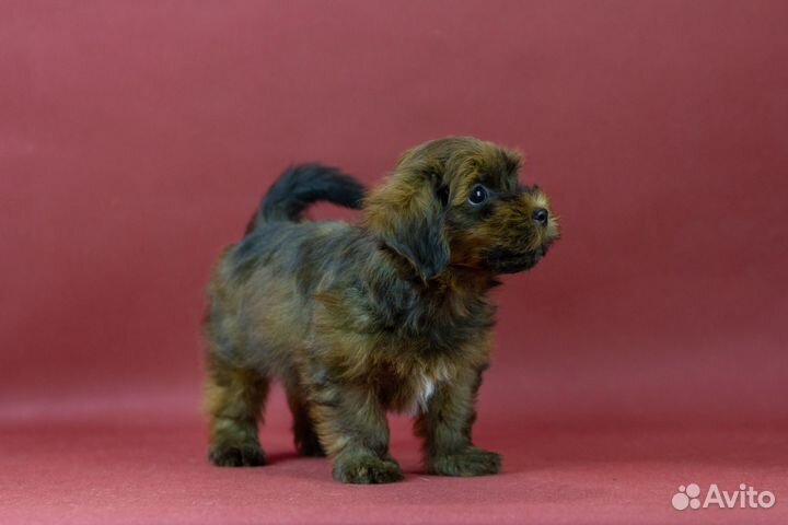 Бишон Хаванез или Гаванский Бишон