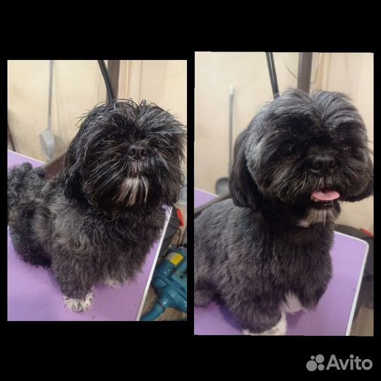 Грумер стрижка собак