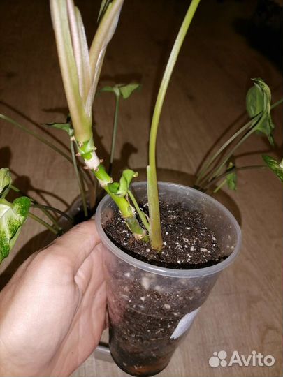 Сингониум Пикси