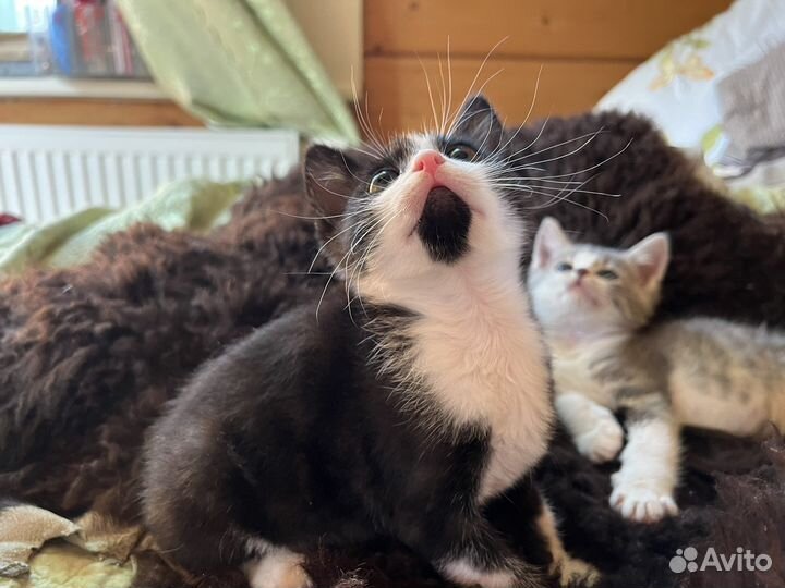 Котята в добрые руки бесплатно