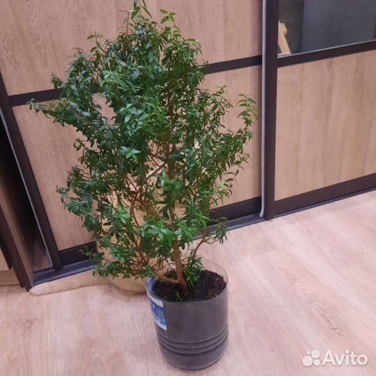 Миртовое дерево