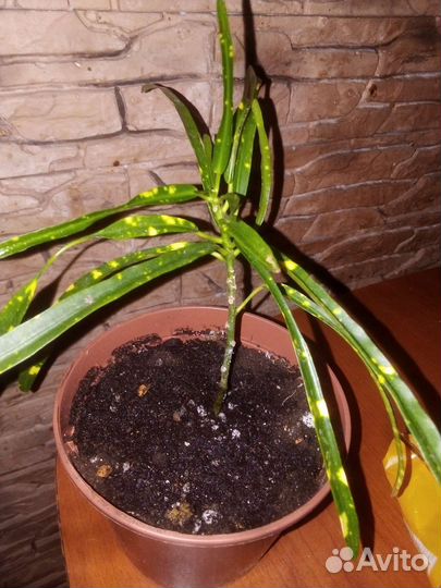 Кротон узколистный