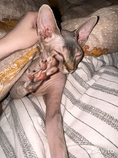 Канадский сфинкс девочка