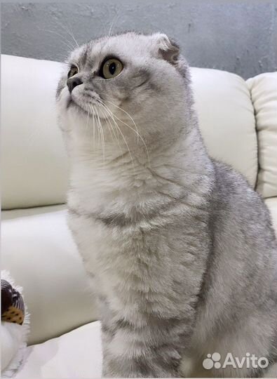 Шотландский кот вязка