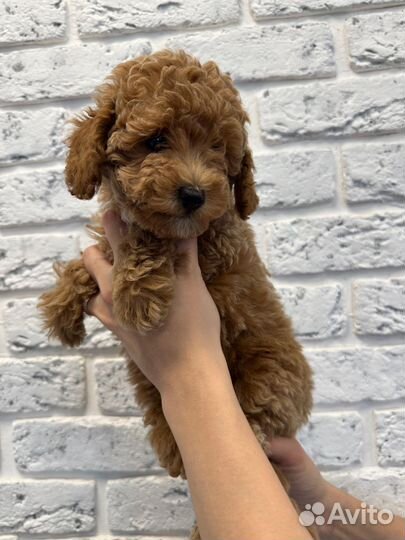 Щеночки мальтипу