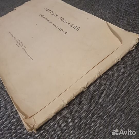 Породы лошадей, 40 иллюстраций