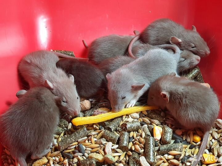 Крысята Дамбо шоколад (3 недели) на Новый год