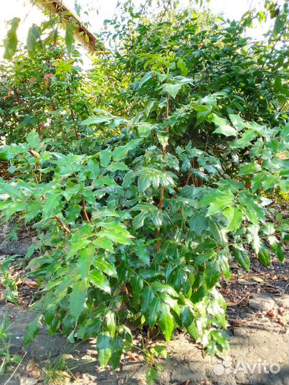 Падуб Магония Падуболистная кустарник