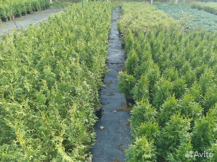 Туи брабант