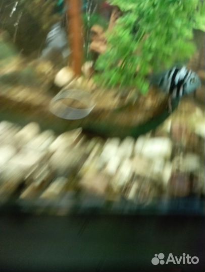 Аквариум с рыбками