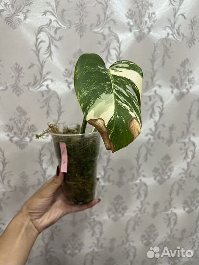 Монстера альба