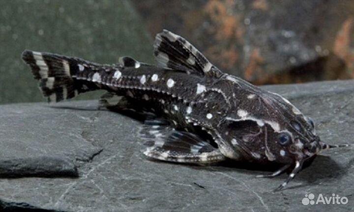 Сом Звёздчатый Агамиксис (арт 4036)